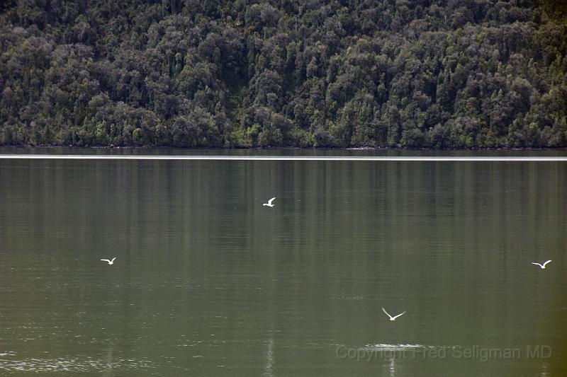 20071217 131056 D2X (55) 4200x2800.jpg - Birds in Laguna San Rafael